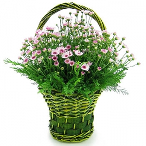 �󼼳��뺸��