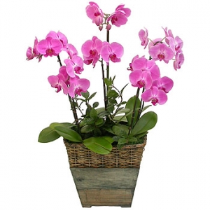 �󼼳��뺸��