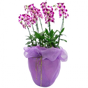 �󼼳��뺸��