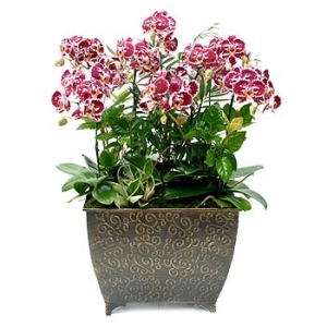 �󼼳��뺸��