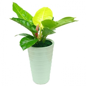 �󼼳��뺸��