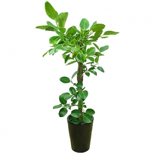 �󼼳��뺸��