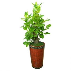 �󼼳��뺸��