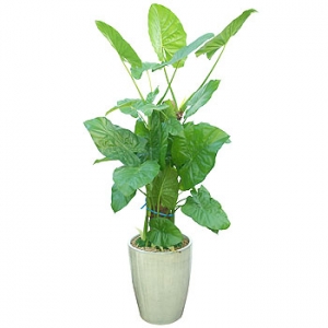 �󼼳��뺸��