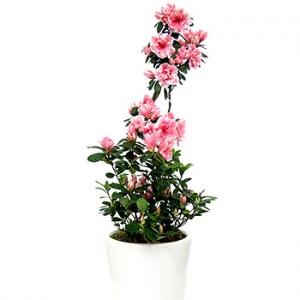 �󼼳��뺸��