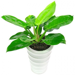 �󼼳��뺸��