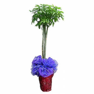 �󼼳��뺸��