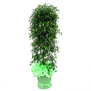 �󼼳��뺸��