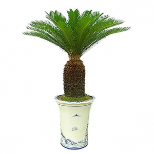 �󼼳��뺸��