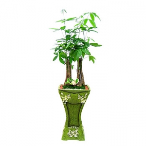 �󼼳��뺸��