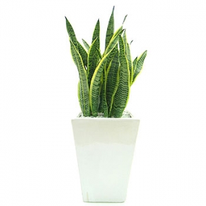 �󼼳��뺸��