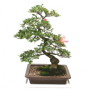 �󼼳��뺸��