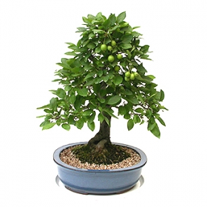 �󼼳��뺸��