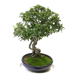 �󼼳��뺸��