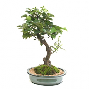 �󼼳��뺸��