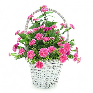 �󼼳��뺸��