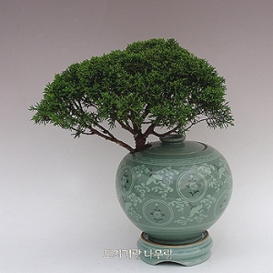 �󼼳��뺸��